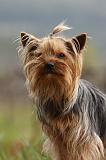 YORKSHIRE TERRIER 624